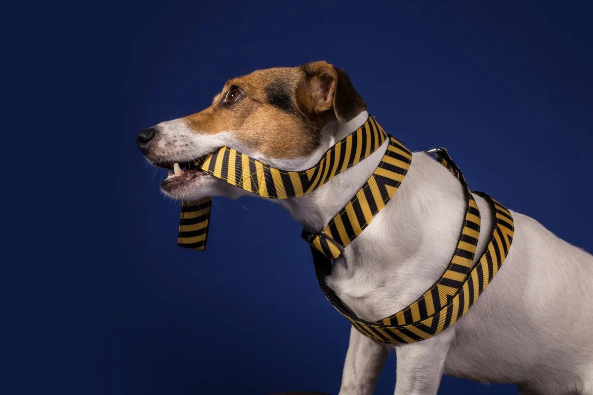 Bee Dog Collar - Image 5