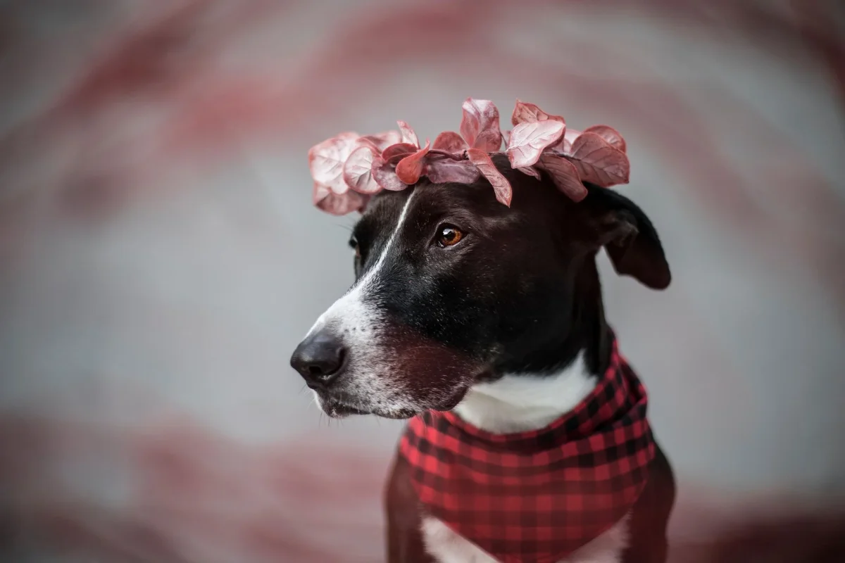 Buffalo Plaid | Bandana - Image 3
